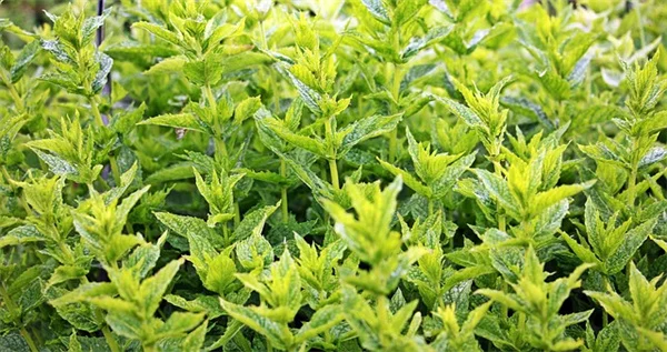 乾燥豆の浸し方は必要？プロが教える最適な時間と方法