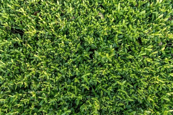7月の北ロッキーでやるべき庭仕事リスト｜水やりや害虫対策まで