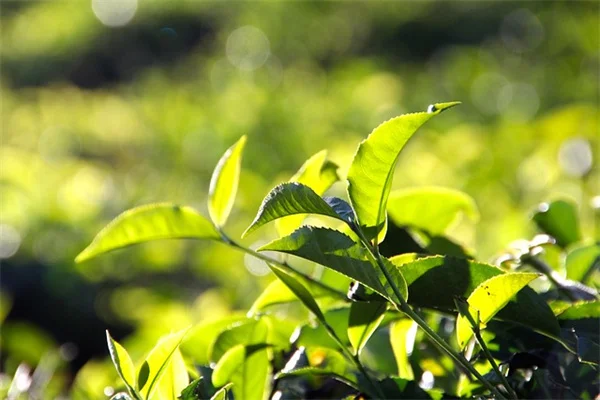 冬剪定の失敗6選 あなたもやってない？ 植物を守る正しい剪定術