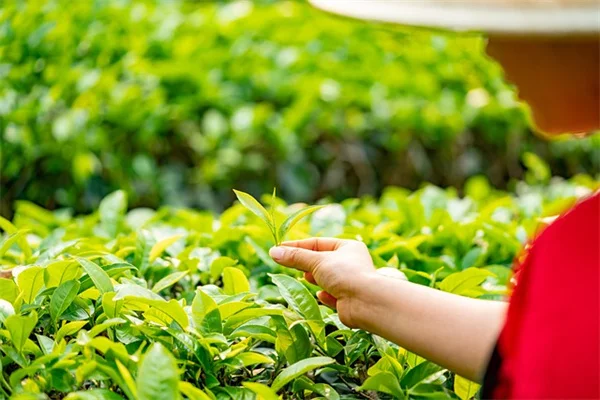 室内育苗で失敗しないための5つのコツ